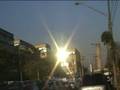 videos de arvores