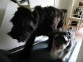 cleo n gracie on the treadmill,giant and mini schnauzer cleo n gracie on the treadmill,giant and mini schnauzer
