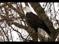 like-an-eagle.html