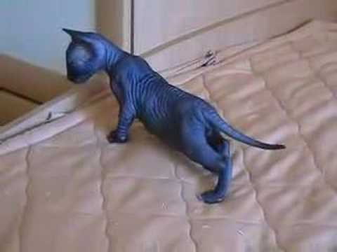 sphinx-cats.com