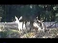 Deer Fighting in Kaibab AZ