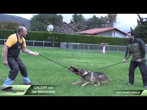 how to train gsd for protection