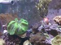 Aquario de corais e peixes 
