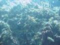 Sea Snake In Midwater