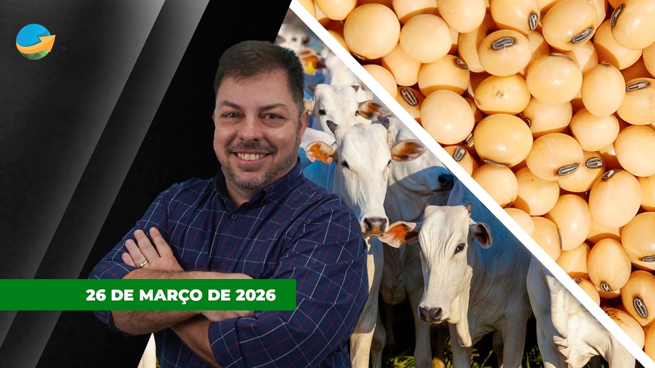 Mercado do boi gordo segue firme e com reação da novilha nesta quinta-feira; soja no Brasil se...