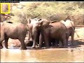 Elephants Protecting their Young Elephants Protecting their Young