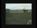 videos de 4 yrs 16 hh Chestnut Warmblood York