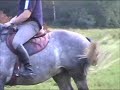 Trakehner Hawk in Sahrendorf