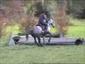 Trakehner Hawk in Sahrendorf