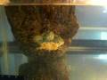Cool-Baby-Turtle