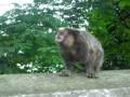 videos de Monito en Tijuca