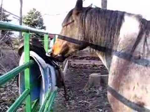 Saddled Up for the First Time