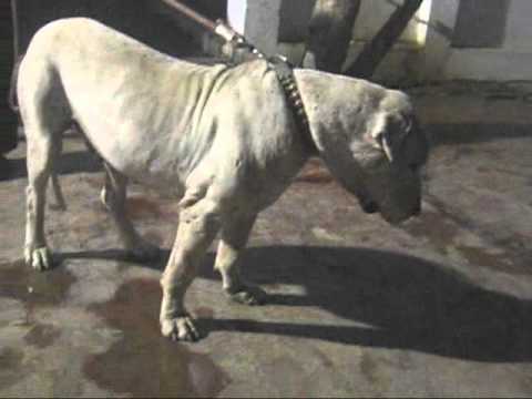 bully kutta