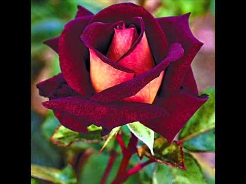 how to grow osiria roses
