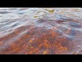 Underwater video - Brook trout fishing Newfoundland Pentax Optio w90 camera