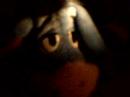 dorago part 8