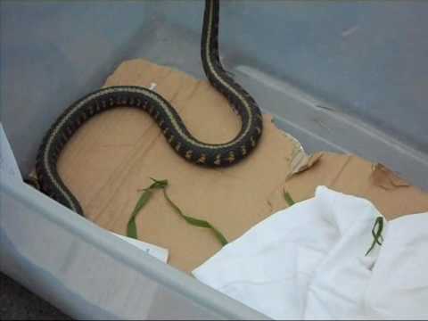 snake