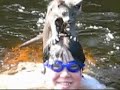 african-grey-entertains-old-couple.html
