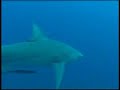 trailer do dvd mergulhando com os tubar�es - expedi��o � �frica