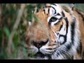 Saving The Tiger ...