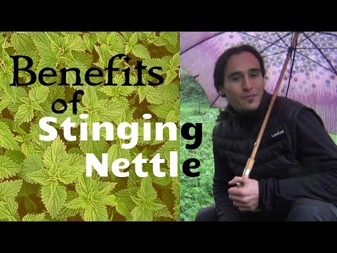 how to harvest nettle seeds