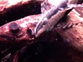 Whiptail catfish, plec
