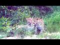 Leopards Mating - Big Cats in Africa