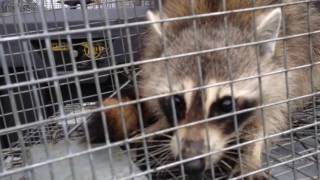 Trapper Adair releasing a nuisance raccoon to his new home
