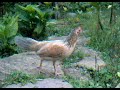 gallinita