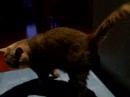 Sixten VS Ratilla Sixten VS Ratilla