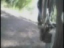 BulletCam on Pitpro Lite 2008