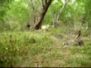 airsoft île de la réunion