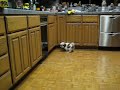 Charlie shit-tzuing on the kitchen floor