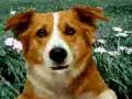 videos de Cane permaloso.3gp