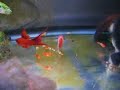 Swordtails fighting