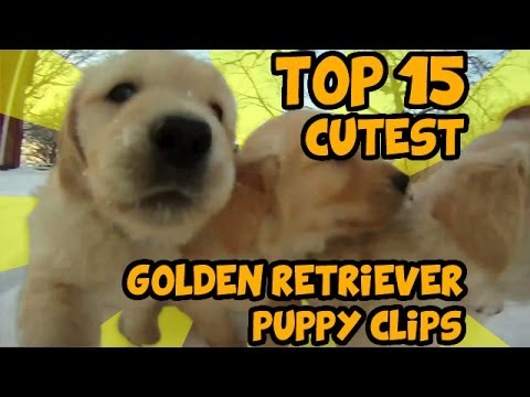golden retreiver - Countdown of the most adorable golden retriever puppy clips on YouTube. See the full and original videos from the links below: 15. Funny Golden Retriever Puppy. divertido cachorro golden...