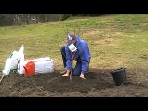 how to grow a peach tree