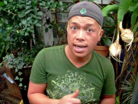 how to care for queen of the night plant