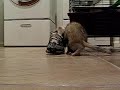 Shoe Bandit