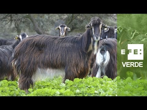 Imagen de previsualización de YouTube
