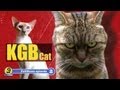 Foreign Exchange Cat (Cat Show extra)