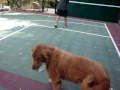 videos de Shooting video.wmv