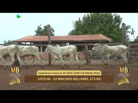 522 LEILO VIRTUAL MB LEILES