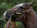 Barbaro: A Horse to be Remembered