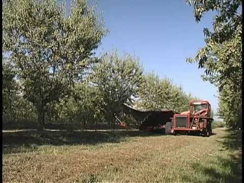 how to harvest almonds in australia