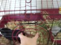 Click here to watch this video Friday Is Finally Here With A Cage Tour!