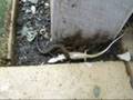 videos de Skinks fighting