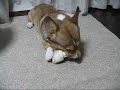 Welsh Corgi and Big Gum Welsh Corgi and Big Gum
