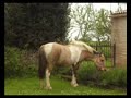 une ponnette extaordinaire !!