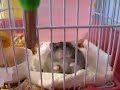 1 Very Angry Hamster